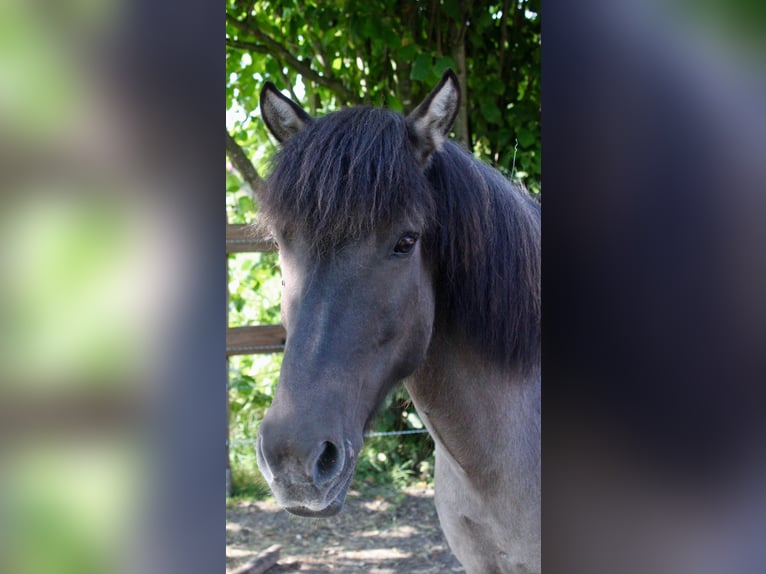 Pony Islandese Giumenta 11 Anni 138 cm Falbo in Schermbeck