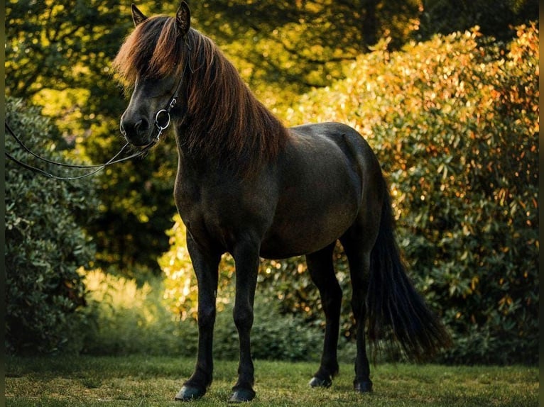 Pony Islandese Giumenta 11 Anni 139 cm Baio scuro in Heide