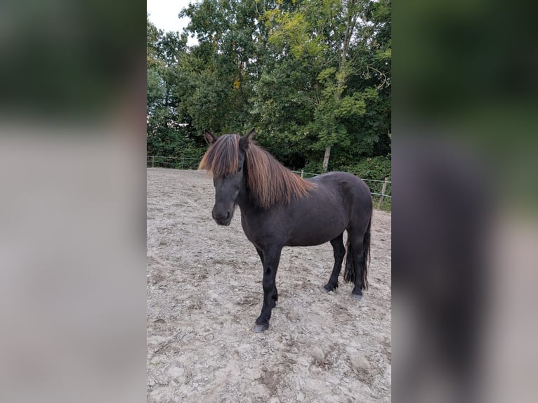 Pony Islandese Giumenta 11 Anni 139 cm Baio scuro in Heide