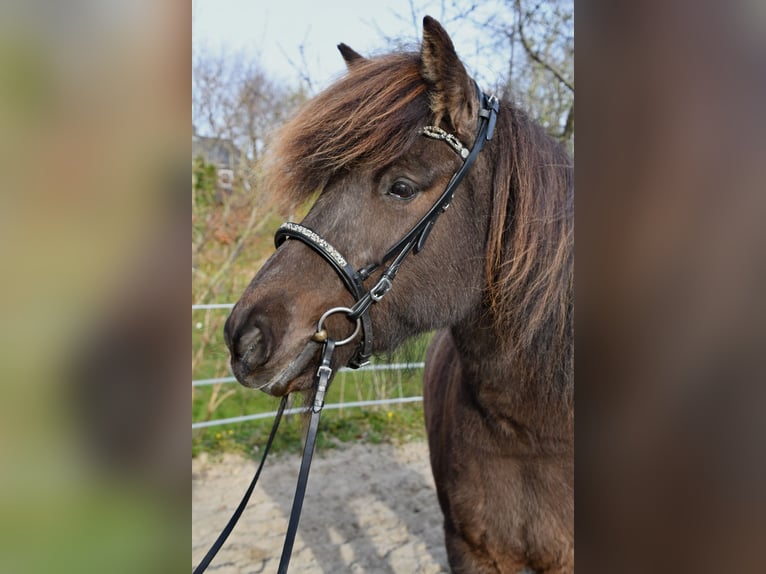 Pony Islandese Giumenta 11 Anni 139 cm Baio scuro in Lohe Rickelshof