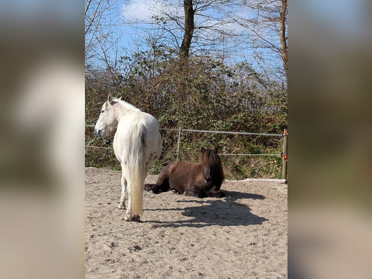 Pony Islandese Giumenta 11 Anni 139 cm Baio scuro in Lohe Rickelshof