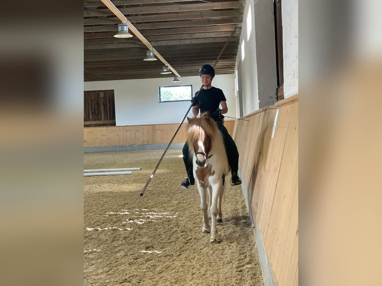 Pony Islandese Giumenta 11 Anni 139 cm Pezzato in Vilshofen