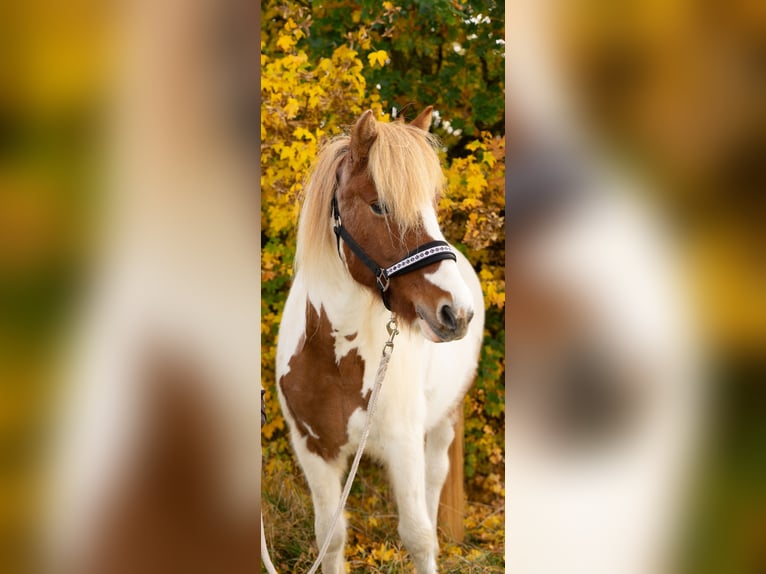 Pony Islandese Giumenta 11 Anni 139 cm Pezzato in Vilshofen