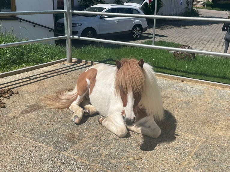 Pony Islandese Giumenta 11 Anni 139 cm Pezzato in Vilshofen