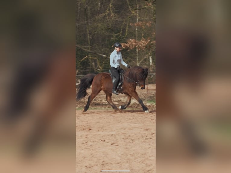 Pony Islandese Giumenta 11 Anni 140 cm Baio in Waldmohr
