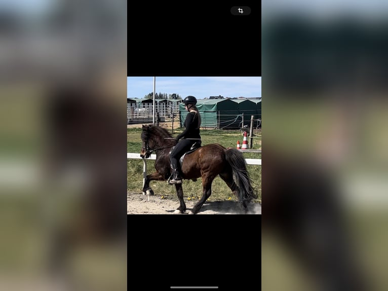 Pony Islandese Giumenta 11 Anni 140 cm Baio in Waldmohr