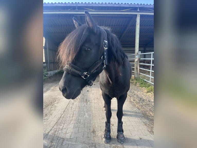 Pony Islandese Giumenta 11 Anni 140 cm Morello in Rastede