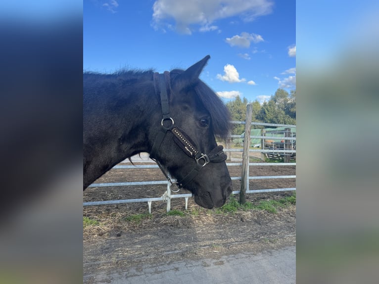 Pony Islandese Giumenta 11 Anni 140 cm Morello in Rastede