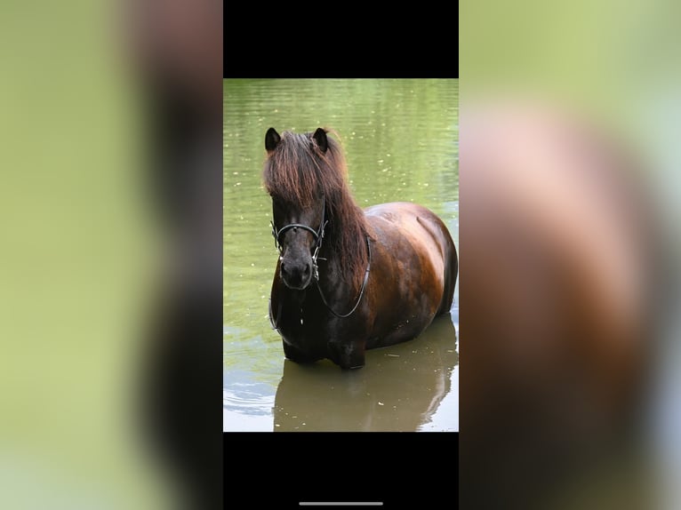 Pony Islandese Giumenta 11 Anni 140 cm Morello in Rastede