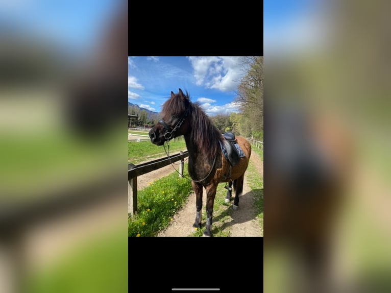 Pony Islandese Giumenta 11 Anni 140 cm Morello in Rastede