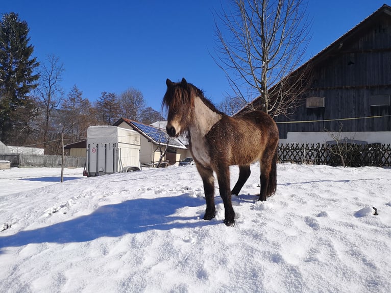 Pony Islandese Giumenta 11 Anni 140 cm Pelle di daino in Prestranek