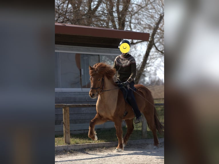 Pony Islandese Giumenta 11 Anni 141 cm Sauro in Bernau am Chiemsee Pony Islandese Giumenta 11 Anni 141 cm Sauro in Bernau am Chiemsee