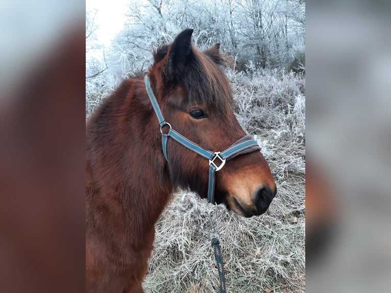 Pony Islandese Giumenta 11 Anni 142 cm Baio in Dillenburg