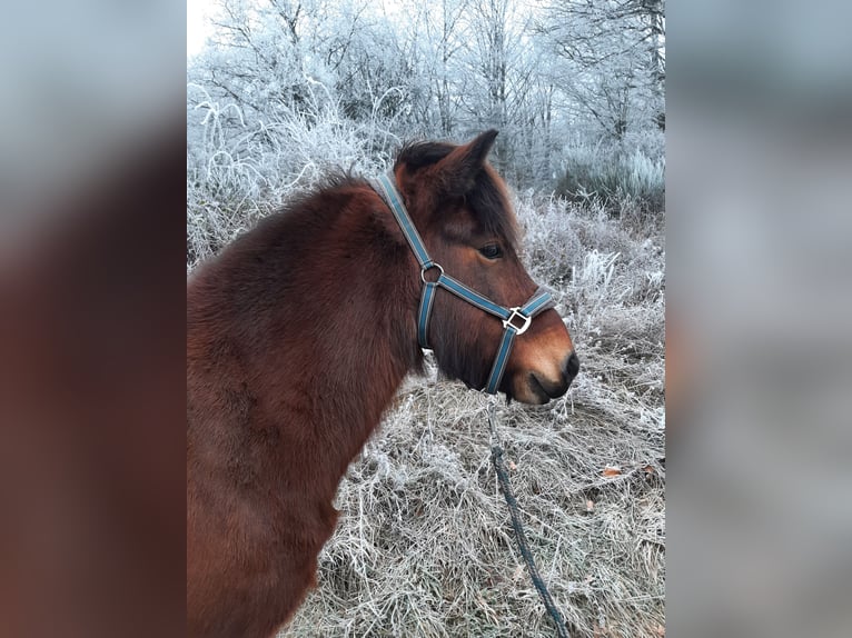 Pony Islandese Giumenta 11 Anni 142 cm Baio in Dillenburg