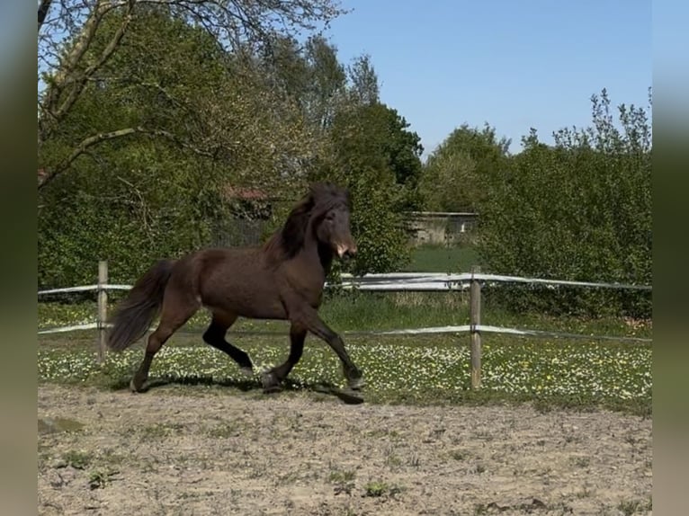 Pony Islandese Giumenta 11 Anni 143 cm Baio in Felsberg