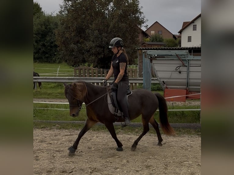 Pony Islandese Giumenta 11 Anni 143 cm Baio in Felsberg