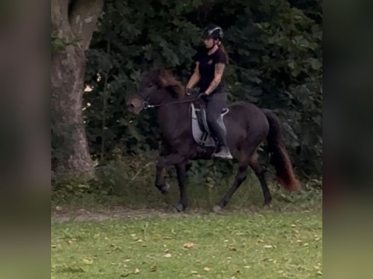 Pony Islandese Giumenta 11 Anni 143 cm Baio in Felsberg