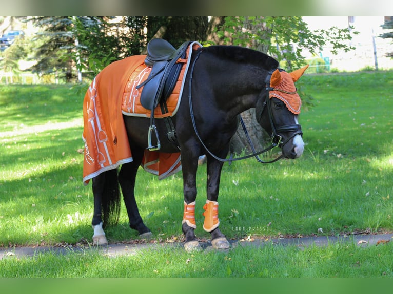 Pony Islandese Mix Giumenta 11 Anni 143 cm Morello in LeubsdorfRoßbach
