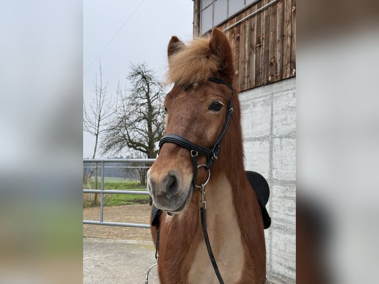 Pony Islandese Giumenta 11 Anni 143 cm Sauro in Steinhausen