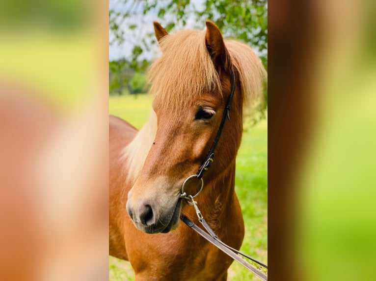 Pony Islandese Giumenta 11 Anni 143 cm Sauro in Steinhausen