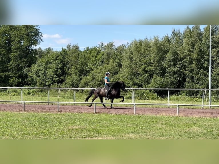 Pony Islandese Giumenta 11 Anni 144 cm Morello in Soltau