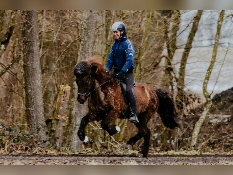 Pony Islandese Giumenta 11 Anni 145 cm Morello in Taufkirchen an der Trattnach