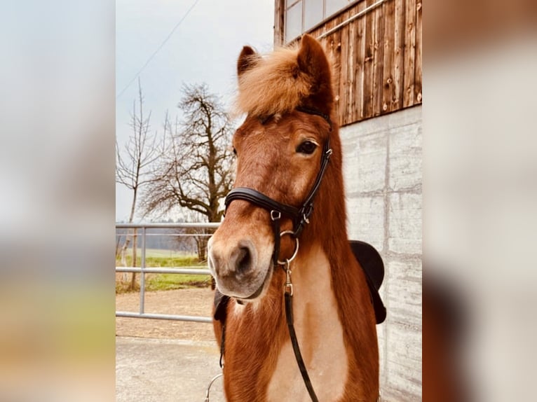 Pony Islandese Giumenta 11 Anni 145 cm Sauro in Nürensdorf
