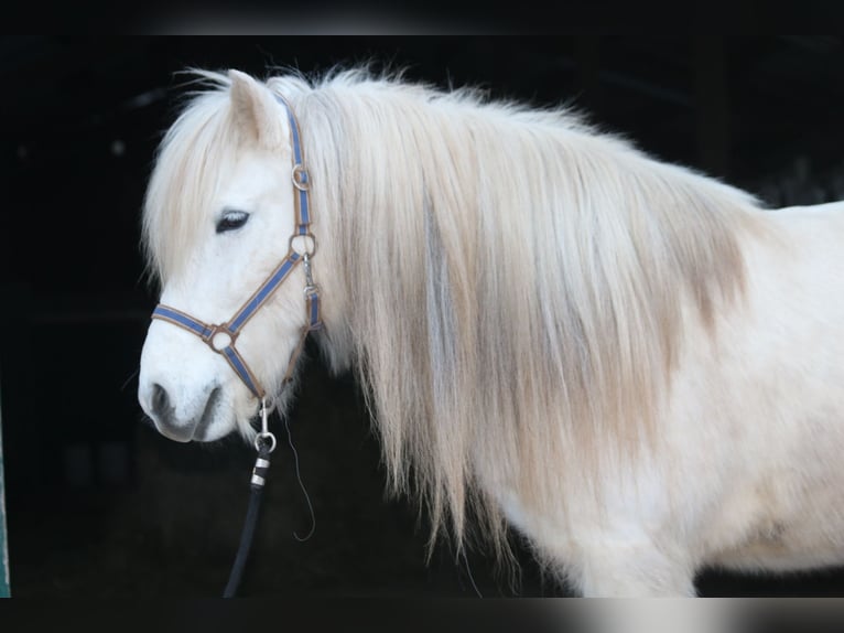 Pony Islandese Giumenta 11 Anni 146 cm Grigio in Schmelz