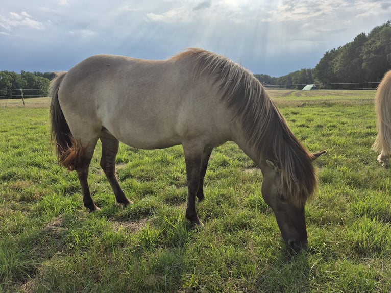 Pony Islandese Giumenta 11 Anni Falbo in Belm