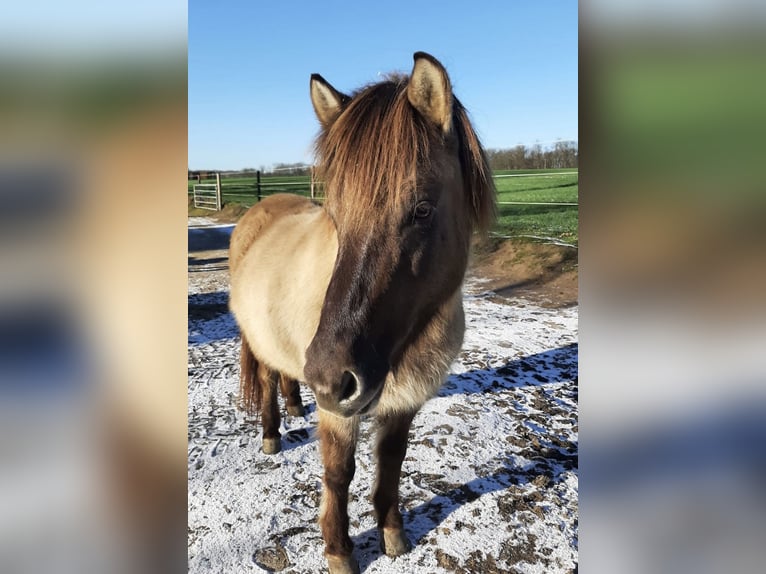 Pony Islandese Giumenta 11 Anni Falbo in Belm