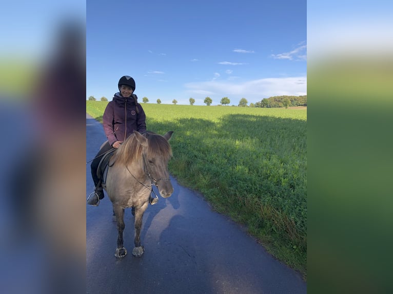 Pony Islandese Giumenta 11 Anni Falbo in Belm