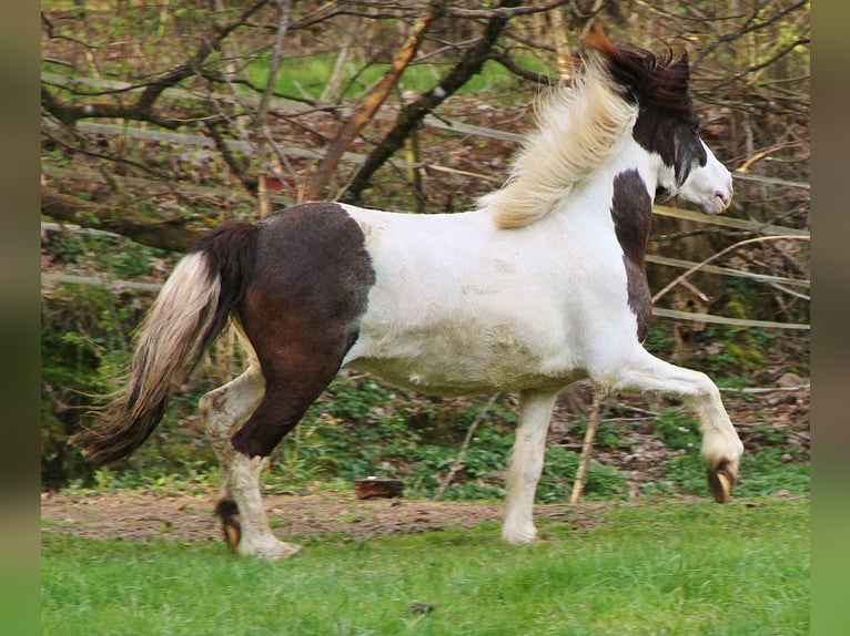 Pony Islandese Giumenta 11 Anni Pezzato in Saarland