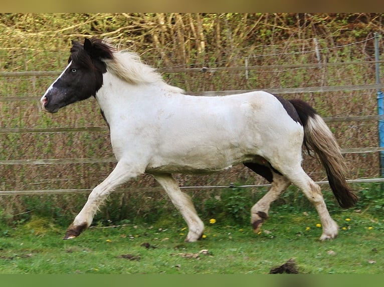 Pony Islandese Giumenta 11 Anni Pezzato in Saarland