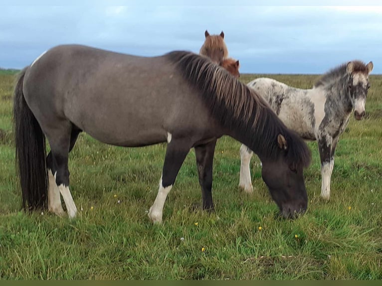 Pony Islandese Giumenta 11 Anni Pezzato in Kirkjubæjarklaustur