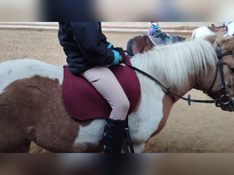 Pony Islandese Mix Giumenta 12 Anni 121 cm Pezzato in Elterlein