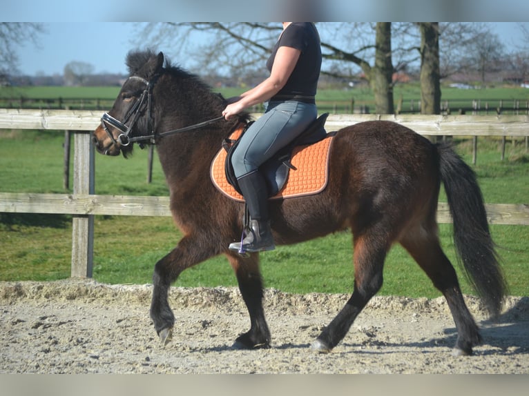Pony Islandese Giumenta 12 Anni 130 cm Baio in Breda