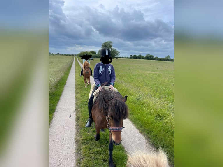 Pony Islandese Giumenta 12 Anni 135 cm Baio in Schwedeneck