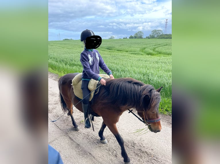 Pony Islandese Giumenta 12 Anni 135 cm Baio in Schwedeneck