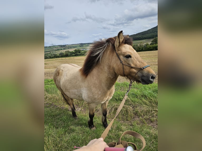 Pony Islandese Giumenta 12 Anni 136 cm Falbo in Hofgeismar