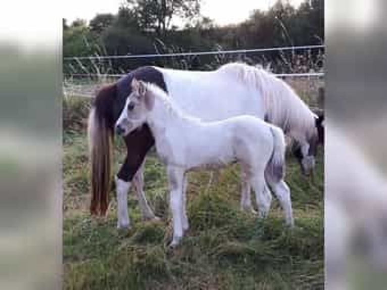 Pony Islandese Giumenta 12 Anni 136 cm Pezzato in Saarland
