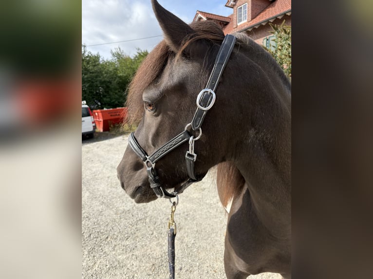 Pony Islandese Giumenta 12 Anni 136 cm Pezzato in Seesbach