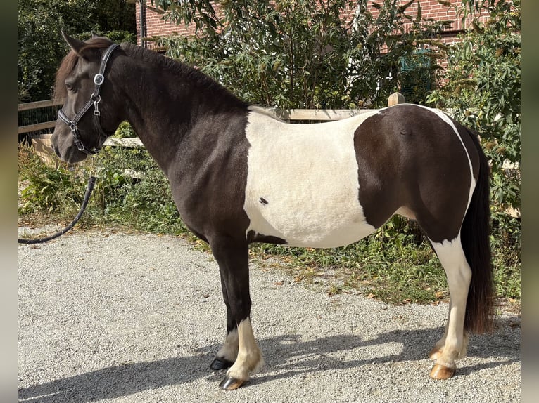 Pony Islandese Giumenta 12 Anni 136 cm Pezzato in Seesbach