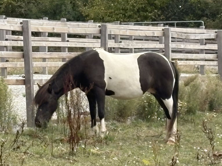 Pony Islandese Giumenta 12 Anni 136 cm Pezzato in Seesbach