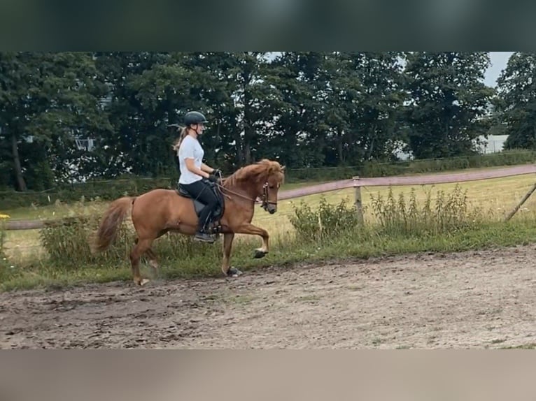Pony Islandese Giumenta 12 Anni 136 cm Sauro in Stapelfeld