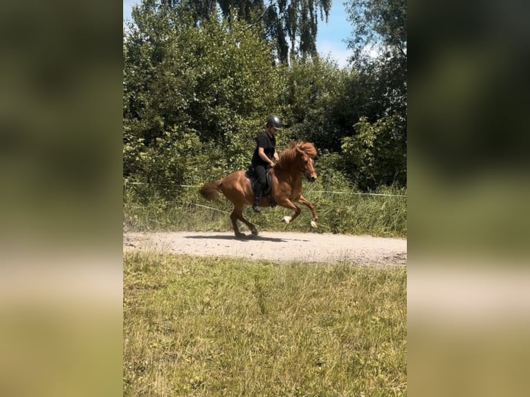 Pony Islandese Giumenta 12 Anni 136 cm Sauro in Stapelfeld