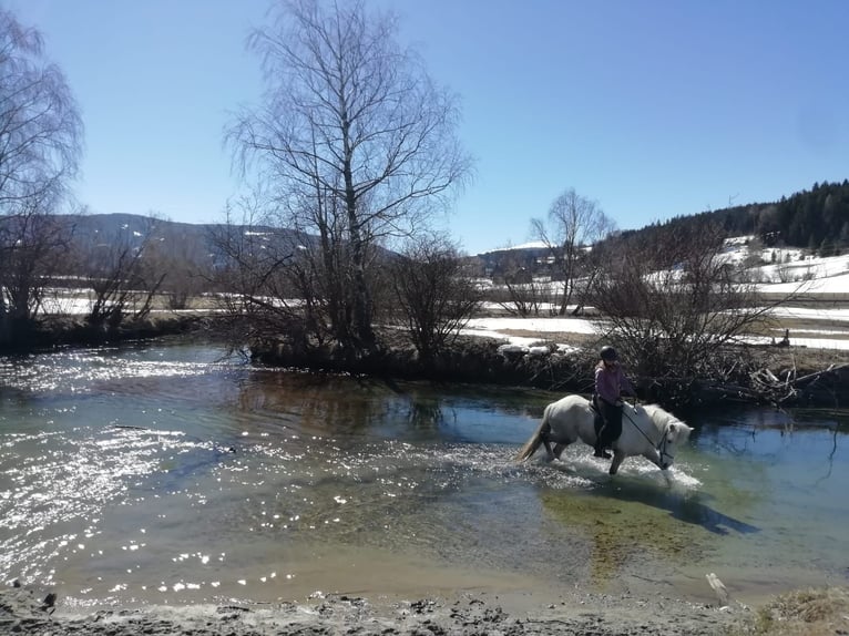 Pony Islandese Giumenta 12 Anni 137 cm Grigio in Schweibern