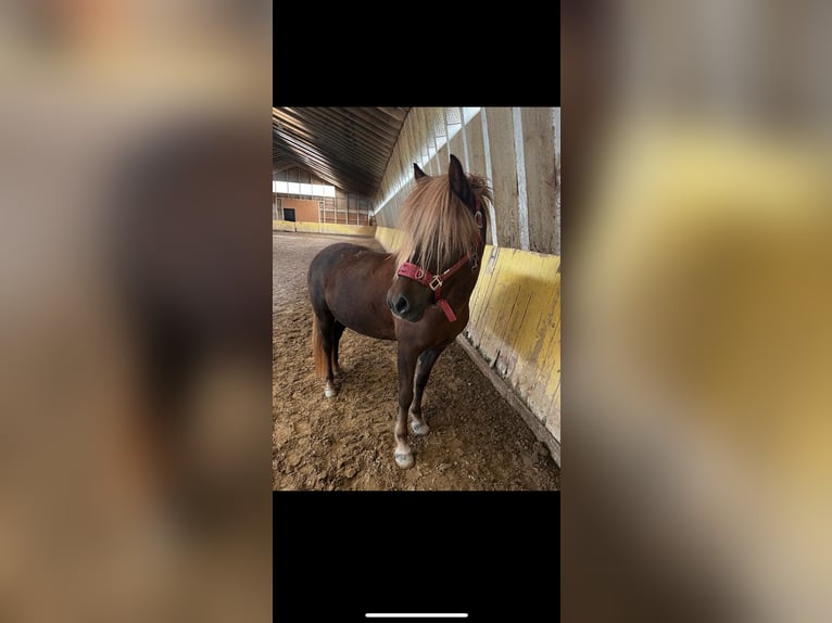 Pony Islandese Giumenta 12 Anni 137 cm Sauro in Beckingen