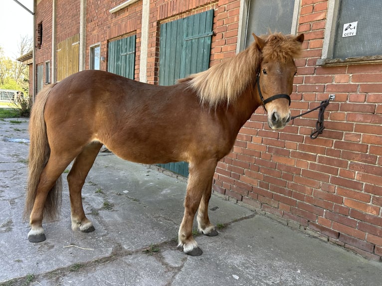 Pony Islandese Giumenta 12 Anni 137 cm Sauro in Müden (Aller)
