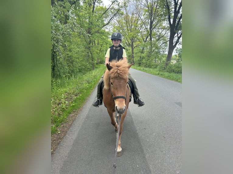 Pony Islandese Giumenta 12 Anni 137 cm Sauro in Müden (Aller)