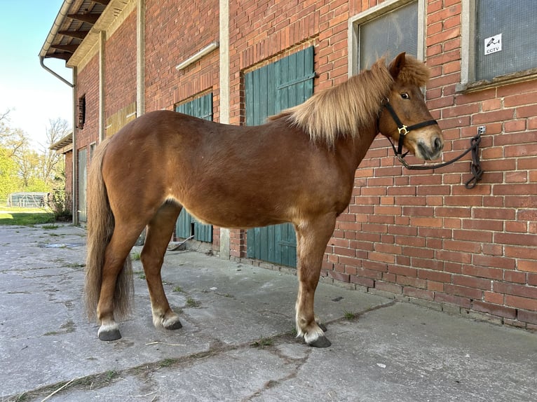 Pony Islandese Giumenta 12 Anni 137 cm Sauro in Müden (Aller)